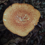 Polyporus tuberaster