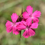 Dianthus ruprechtii