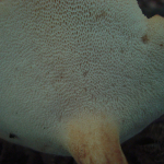 Polyporus tuberaster