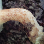 Polyporus tuberaster