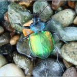 Calosoma sycophanta