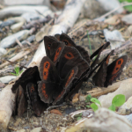 Erebia sp.