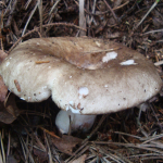 Russula acrifolia