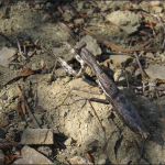 Bolivaria brachyptera