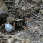 Geolycosa charitonovi  with egg sack