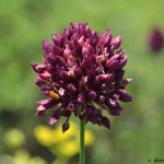 Allium rotundum