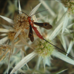 Glyptomorpha pectoralis