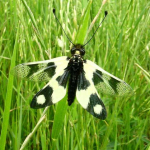 Libelloides macaronius