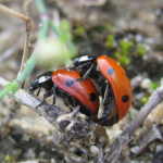 Seven-spot ladybird copulation 