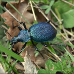 Carabus scabrosus caucasicus