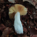 Russula carpini