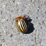 Colorado potato beetle pretending to be dead