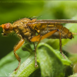 Scathophaga scybalaria