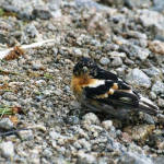 Fringilla montifringilla