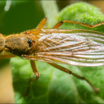 Scathophaga scybalaria