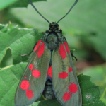 Six-spot burnet