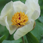 Paeonia mlokosewitschii