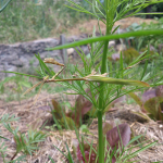 Empusa pennicornis