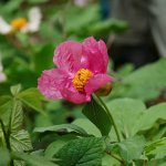 Paeonia lagodechiana