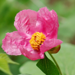 Paeonia lagodechiana