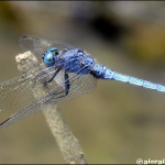 Orthetrum coerulescens