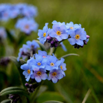 Myosotis sylvatica