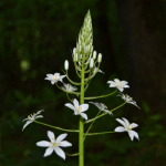 Ornithogalum magnum