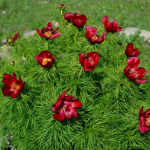 Paeonia tenuifolia