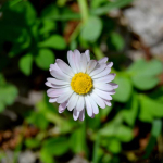 Bellis perensis