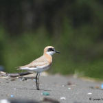 Charadrius leschenaultii