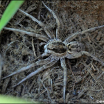 Lycosa praegrandis