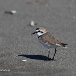 Charadrius alexandrinus