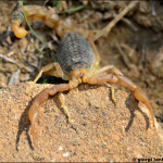 Mesobuthus eupeus