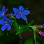 Aegonychon purpureocaeruleum