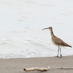 Numenius phaeopus