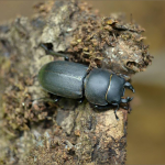 Dorcus parallelipipedus