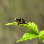 Cantharis sp.