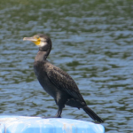 Phalacrocorax carbo