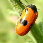 Clytra quadripunctata