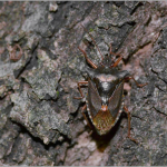 Pentatoma rufipes