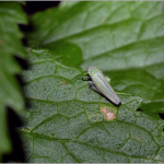 Cicadella viridis