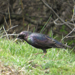 Sturnus vulgaris