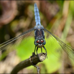 Orthetrum coerulescens