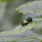 Chrysolina fastuosa