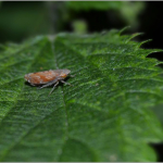 Fieberiella sp.