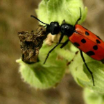 Mylabris quadripunctata