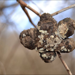 Diplolepis mayri galls