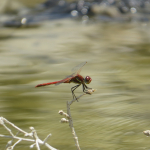 Sympetrum fonscolombii