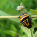 Perillus bioculatus