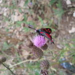 Zygaena dorycnii